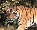 Scientists quarrel over India's tiger numbers