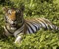 Tiger numbers roaring in India, up from 1,400 to 2,226