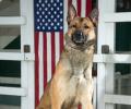 7 elite US canine officers have landed in Delhi