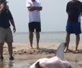 MUST SEE: Beachgoers helped rescue stranded shark