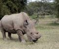 The end is nigh: Ageing rhino's death could be the end of his species