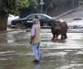 Real life Jumanji! When a hippo roamed the streets of Georgia's capital