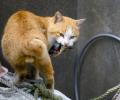 Mamma meow! This mysterious island has more cats than people