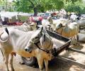 Cattle sale ban: FM tries to allay fears; Meghalaya BJP leader quits