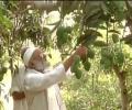 Aam aadmi Modi! Meet the farmer who named mango after PM