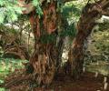 Oldest tree in UK undergoing sex change