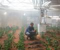 Growing crops in space, reaping the benefits on Earth