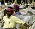 No beef festival or cow-puja on campus: Osmania University