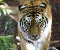 Tiger numbers roar back for first time in 100 years