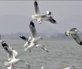 Migratory birds stay put in Chilika despite heat