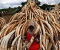 Why Kenya is burning 100 tonnes of ivory