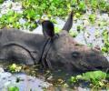 Assam flood: Over 200 animals drown at Kaziranga