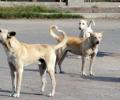 Dogs maul girl to death in Sitapur; 7th death in May