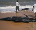 Why did 100 whales get beached in Tuticorin?