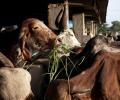 Couple thrashed in train over beef suspicion