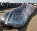 30-feet-long dead whale washed ashore in Mumbai