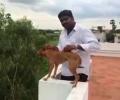 How Chennai identified the dog-thrower