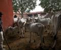 45 cows seized from smugglers die in a Tripura shelter