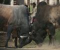 Dadri villagers banned from meeting, tension over new beef report