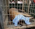 Authorities find 'slaughterhouse' in Thai tiger temple