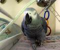 Bizarre! Foul-mouthed pet parrot is a murder witness in US