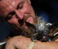 Meet Sweepee Rambo -- the world's ugliest dog