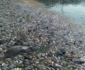 Thousands of dead fish surface at Bengaluru's Ulsoor Lake