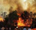 Did the timber mafia cause the forest fires?