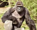 RIP Harambe: Outrage grows over gorilla's death at US zoo