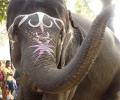 The gentle giants of Sonepur