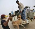 The 'leader' behind the killing stray dogs protest