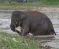 Elephant rushes into river to 'save drowning human best friend'