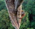 And the winner of the Wildlife Photographer of the year is...