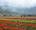 PHOTOS: Welcome to Asia's largest tulip garden in Kashmir