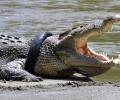 6-year-old braveheart beats crocodile with stick, saves friend