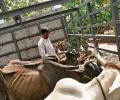 Man killed by gau rakshaks was a dairy farmer, not cattle smuggler