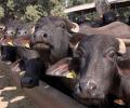 20-year-old lynched in UP on suspicion of buffalo theft