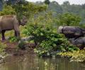 215 animals die at Kaziranga National Park in floods