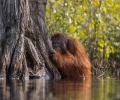 Stunning winners of National Geographic's nature photography competition