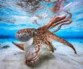 Stunning Images from the Underwater Photographer of the Year contest