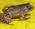 7 new frog species found in Western Ghats