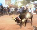 Guv approves ordinance, Jallikattu to be held in TN on Sunday