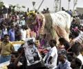 Why the BJP has a stake in Jallikattu's revival