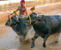 SC refuses to block Kambala buffalo race for now