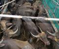 Delhi: 6 men thrashed for transporting buffaloes