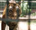 Stomach this! Big cats in UP zoo forced to munch on chicken, mutton