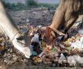 Waiting for 'rakshaks', cows are choking on plastic