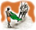 Where have India's bulls gone?