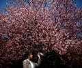 Japan's cherry blossoms take our breath away