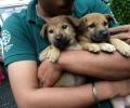 Kerala floods: Rescue workers risk lives to save stranded pets